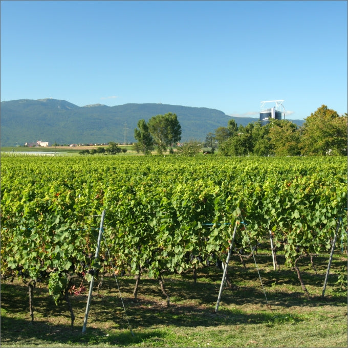 Un domaine viticole au coeur de la côte vaudoise