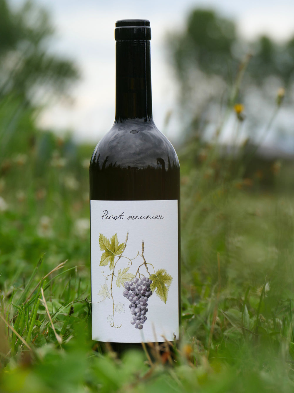 Pinot Meunier 2024, cuvée spéciale